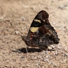 Vanessa itea (Yellow Admiral) at Acton, ACT - 13 Dec 2021 by RodDeb