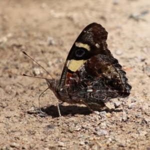 Vanessa itea at Acton, ACT - 13 Dec 2021