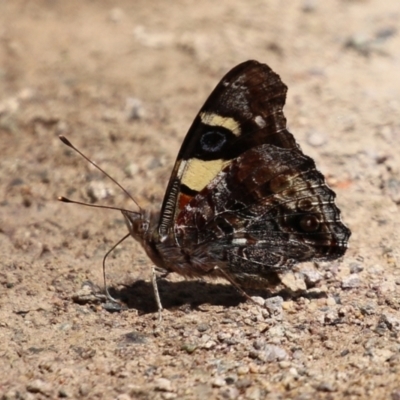 Vanessa itea (Yellow Admiral) at Acton, ACT - 13 Dec 2021 by RodDeb