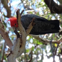 Callocephalon fimbriatum (Gang-gang Cockatoo) at GG26 - 13 Dec 2021 by RodDeb