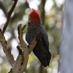 Callocephalon fimbriatum at Acton, ACT - 13 Dec 2021