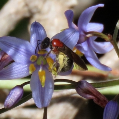 Lasioglossum (Callalictus) callomelittinum (Halictid bee) at ANBG - 13 Dec 2021 by RodDeb