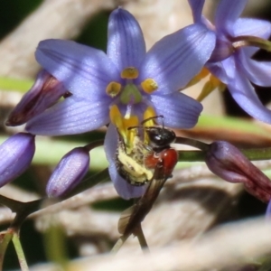 Lasioglossum (Callalictus) callomelittinum at Acton, ACT - 13 Dec 2021