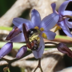 Lasioglossum (Callalictus) callomelittinum at Acton, ACT - 13 Dec 2021