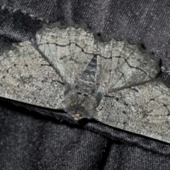 Melanodes anthracitaria (Black Geometrid) at Stirling, ACT - 14 Dec 2021 by Harrisi