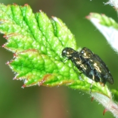 Aaaaba fossicollis (Raspberry jewel beetle) at Bullen Range - 14 Dec 2021 by Harrisi