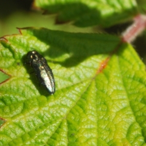 Aaaaba fossicollis at Paddys River, ACT - 15 Dec 2021 10:28 AM