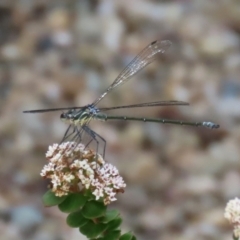 Austroargiolestes icteromelas (Common Flatwing) at Acton, ACT - 13 Dec 2021 by RodDeb