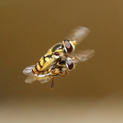 Simosyrphus grandicornis (Common hover fly) at ANBG - 13 Dec 2021 by RodDeb