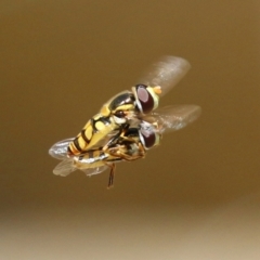 Simosyrphus grandicornis (Common hover fly) at Acton, ACT - 13 Dec 2021 by RodDeb