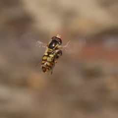 Simosyrphus grandicornis at Acton, ACT - 13 Dec 2021