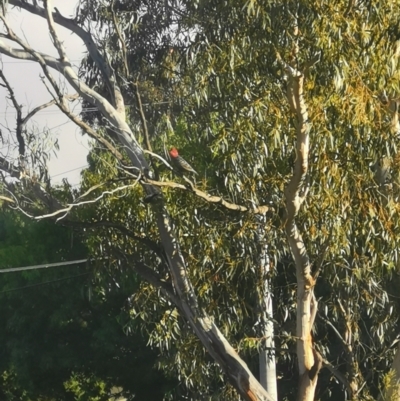 Callocephalon fimbriatum (Gang-gang Cockatoo) at Hughes, ACT - 15 Dec 2021 by Mikey30stm