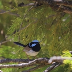 Malurus cyaneus (Superb Fairywren) at Mount Painter - 13 Dec 2021 by Tammy