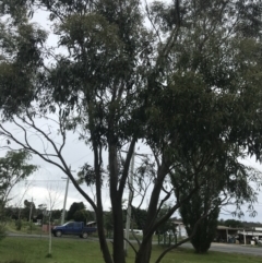 Eucalyptus stellulata at Nimmitabel, NSW - 14 Dec 2021