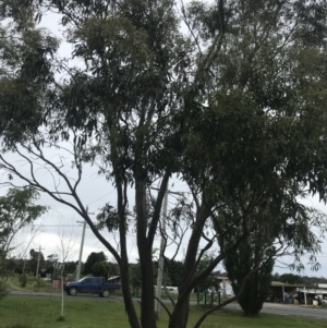 Eucalyptus stellulata at Nimmitabel, NSW - 14 Dec 2021 10:04 AM