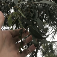 Eucalyptus stellulata at Nimmitabel, NSW - 14 Dec 2021 10:04 AM