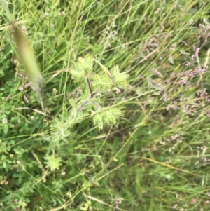 Potentilla recta at Nimmitabel, NSW - 14 Dec 2021