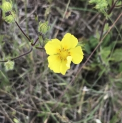 Potentilla recta at Nimmitabel, NSW - 14 Dec 2021