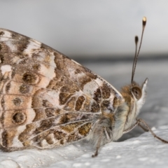 Vanessa kershawi (Australian Painted Lady) at Melba, ACT - 20 Oct 2021 by kasiaaus