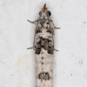 Spilonota constrictana at Melba, ACT - 21 Oct 2021 10:44 PM