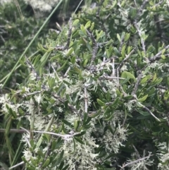 Melicytus angustifolius subsp. divaricatus (Divaricate Tree Violet) at Nimmitabel, NSW - 14 Dec 2021 by Tapirlord