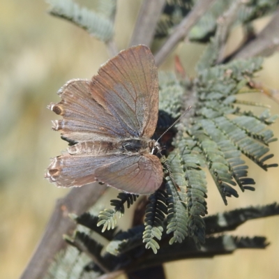 Jalmenus icilius (Amethyst Hairstreak) at Stromlo, ACT - 15 Dec 2021 by HelenCross