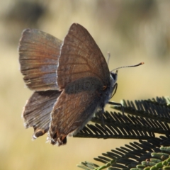 Jalmenus icilius at Stromlo, ACT - 15 Dec 2021 07:59 AM