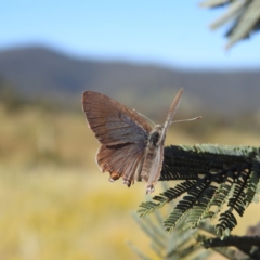 Jalmenus icilius at Stromlo, ACT - 15 Dec 2021