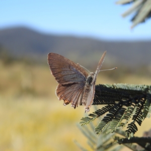 Jalmenus icilius at Stromlo, ACT - 15 Dec 2021 07:59 AM