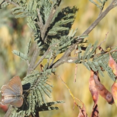 Jalmenus icilius at Stromlo, ACT - 15 Dec 2021 07:59 AM