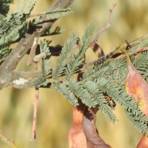 Jalmenus icilius at Stromlo, ACT - 15 Dec 2021