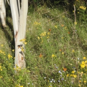 Heteronympha merope at Stromlo, ACT - 15 Dec 2021