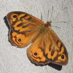 Heteronympha merope at Stromlo, ACT - 15 Dec 2021