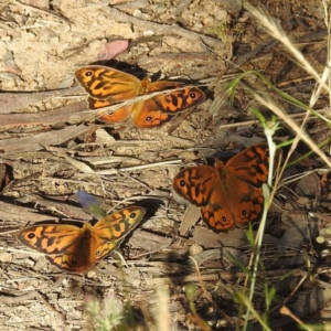 Heteronympha merope at Stromlo, ACT - 15 Dec 2021