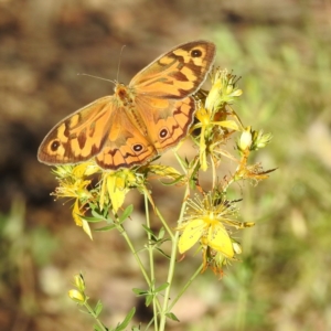 Heteronympha merope at Stromlo, ACT - 15 Dec 2021