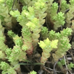 Sedum acre at Nimmitabel, NSW - 14 Dec 2021