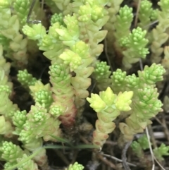 Sedum acre (Goldmoss Stonecrop) at Nimmitabel, NSW - 13 Dec 2021 by Tapirlord