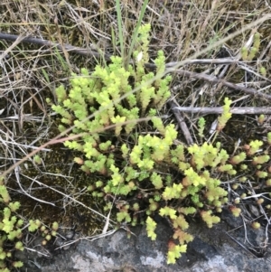 Sedum acre at Nimmitabel, NSW - 14 Dec 2021