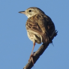 Anthus australis (Australian Pipit) at Stromlo, ACT - 15 Dec 2021 by HelenCross