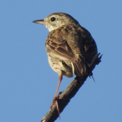 Anthus australis (Australian Pipit) at Stromlo, ACT - 15 Dec 2021 by HelenCross