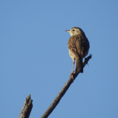 Anthus australis at Stromlo, ACT - 15 Dec 2021