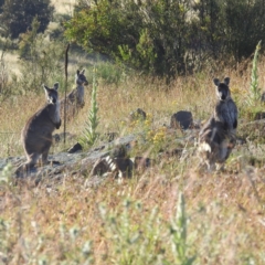 Osphranter robustus (Wallaroo) at Stromlo, ACT - 14 Dec 2021 by HelenCross