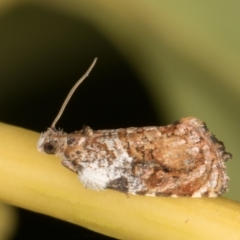 Acroceuthes metaxanthana (Dog-faced Bell Moth) at Melba, ACT - 21 Oct 2021 by kasiaaus