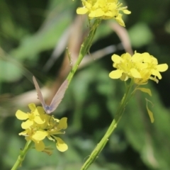 Zizina otis (Common Grass-Blue) at Mount Painter - 13 Dec 2021 by Tammy