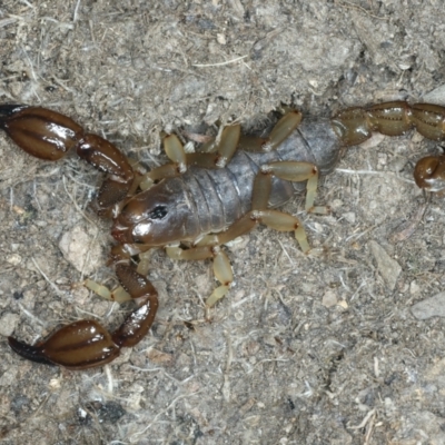 Urodacus manicatus (Black Rock Scorpion) at QPRC LGA - 12 Dec 2021 by jbromilow50