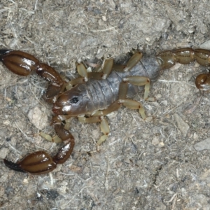 Urodacus manicatus at Urila, NSW - 12 Dec 2021