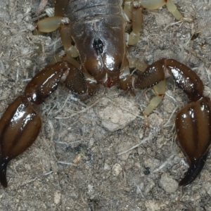 Urodacus manicatus at Urila, NSW - 12 Dec 2021