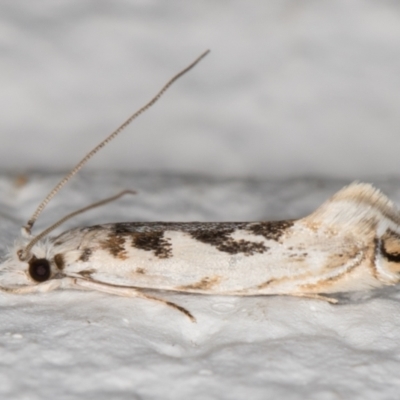 Erechthias mystacinella (Tineidae) at Melba, ACT - 21 Oct 2021 by kasiaaus