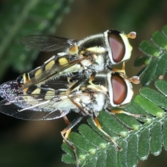 Simosyrphus grandicornis (Common hover fly) at Mount Ainslie - 11 Dec 2021 by jb2602