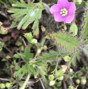 Geranium solanderi var. solanderi at Nimmitabel, NSW - 14 Dec 2021